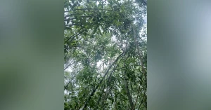 Дно колишнього Каховського водосховища