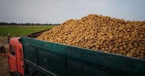 Фермерське господарство спеціалізується на вирощуванні картоплі. Фото: "ФГ Аделаїда" 