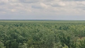 Рослиність на місці колишнього Каховського водосховища. Фото: сторінка Української  природоохоронної групи