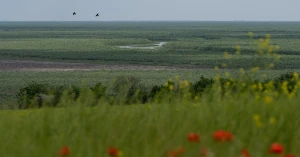 Шестиметрові верби у плавнях Великого Лугу, який відновився після підриву Каховської ГЕС. На місце штучно створеного водосховища повернулись маленькі природні річки — Скарбна, Бистра, Базавлук і Підпільна. Травень 2026 року / Фото: Суспільне Новини