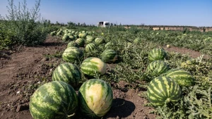 херсонський кавун