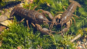 раки