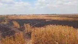 Наслідки пожежі на полі