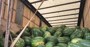 Кавуни на окупованому лівобережжі Херсонської області. Фото: окупаційні ЗМІ