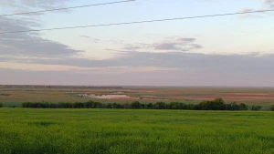 Рослинність на дні колишньої Каховської ГЕС. Фото: Катерина Пушкова