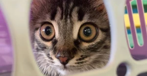Фото: Kherson Cat Begemot