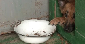Фото: Суспільне Рівне