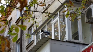 птах, погода