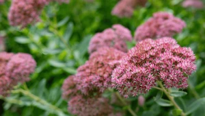 Фото Олександра Андрющенка / "Вгору"