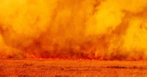 Пожежі на території заповідника "Асканія-Нова" на окупованій частині Херсонщини. Фото зі сторінки заповідника "Асканія-Нова" імені Ф. Е. Фальц-Фейна НААН
