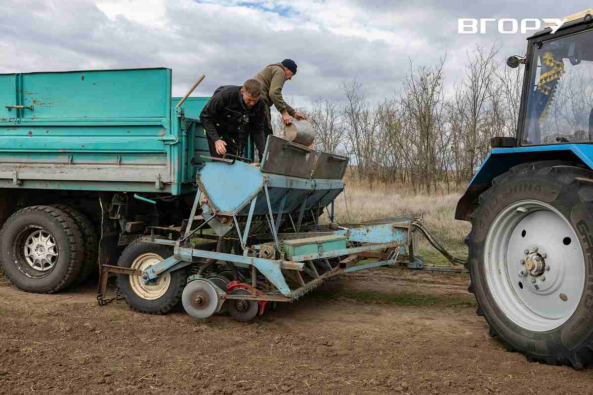Юрій та Сергій Болотови працюють на полі