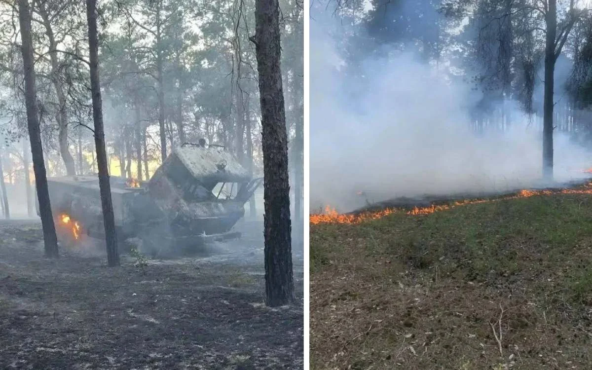 Гола Пристань, ліс