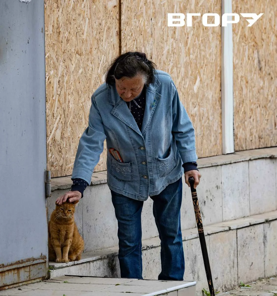 Турбота про котів в Херсоні