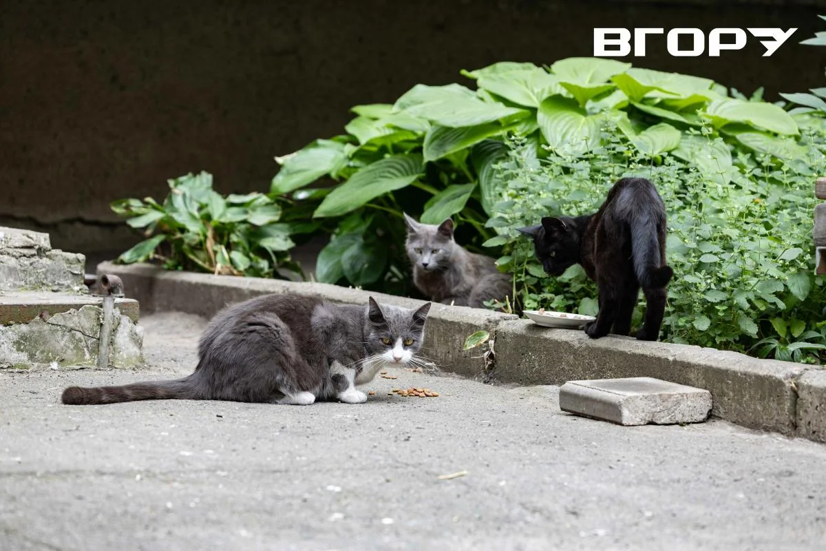 Коти у Херсоні