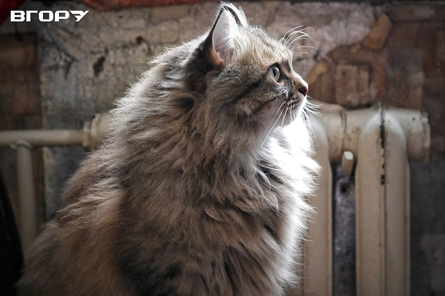 Фото Устина Данчука / &rdquo;Вгору&rdquo;