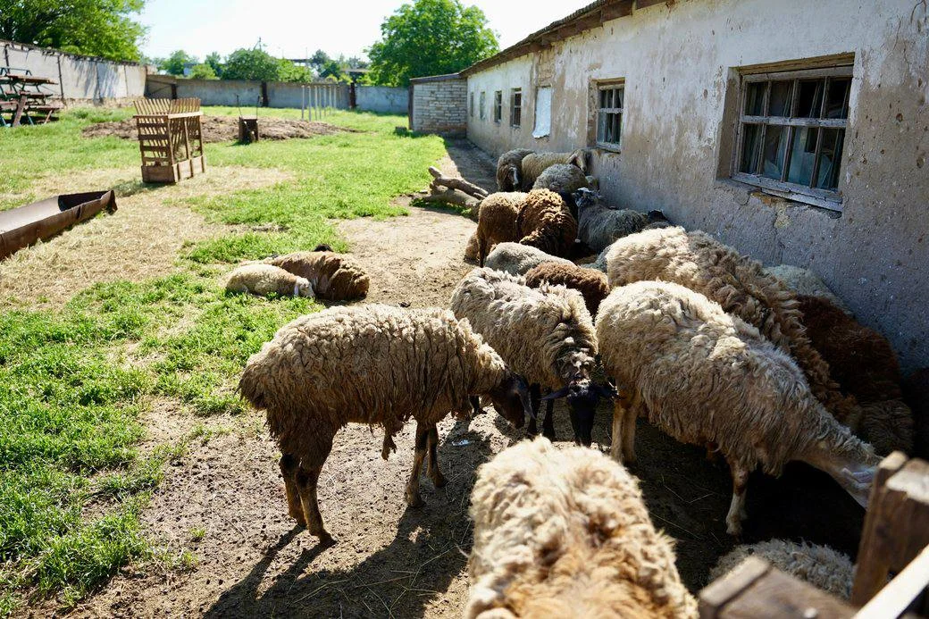 Господарство родини Дишкантів. Суспільне Миколаїв / Олександр Гордієнко