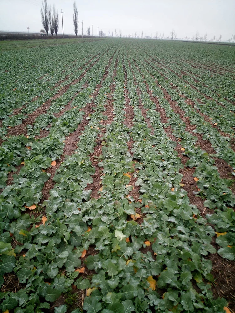 Поле фермера на Херсонщині. Фото з архіва Олександра