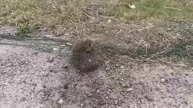 Їжачок, який заплутався в антидроновій сітці