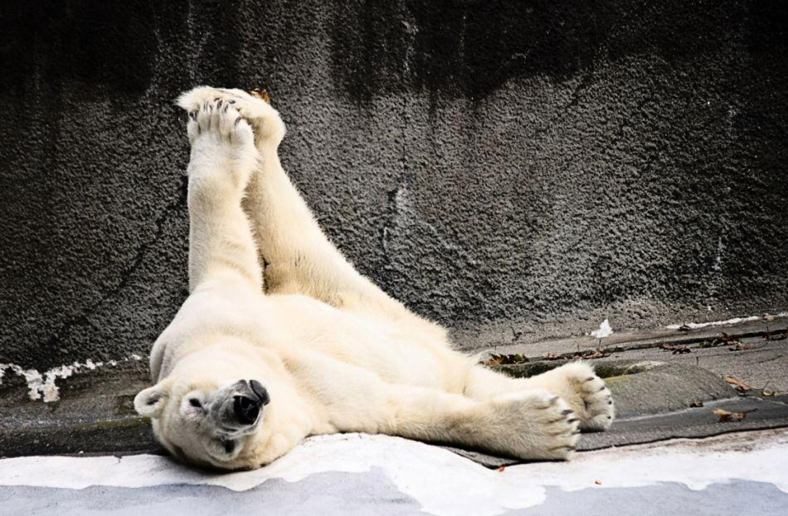 Polar bear massage