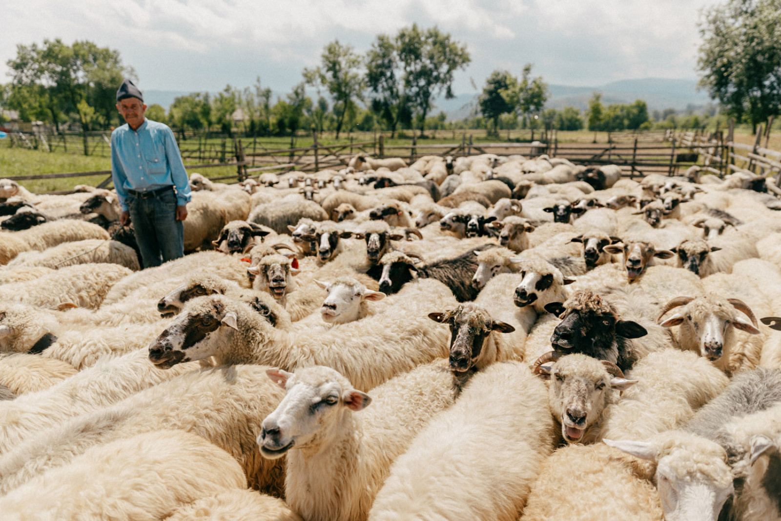 Вівчар випасає овець у селищі Солотвино, Закарпаття. Фото: Харі Крішнан