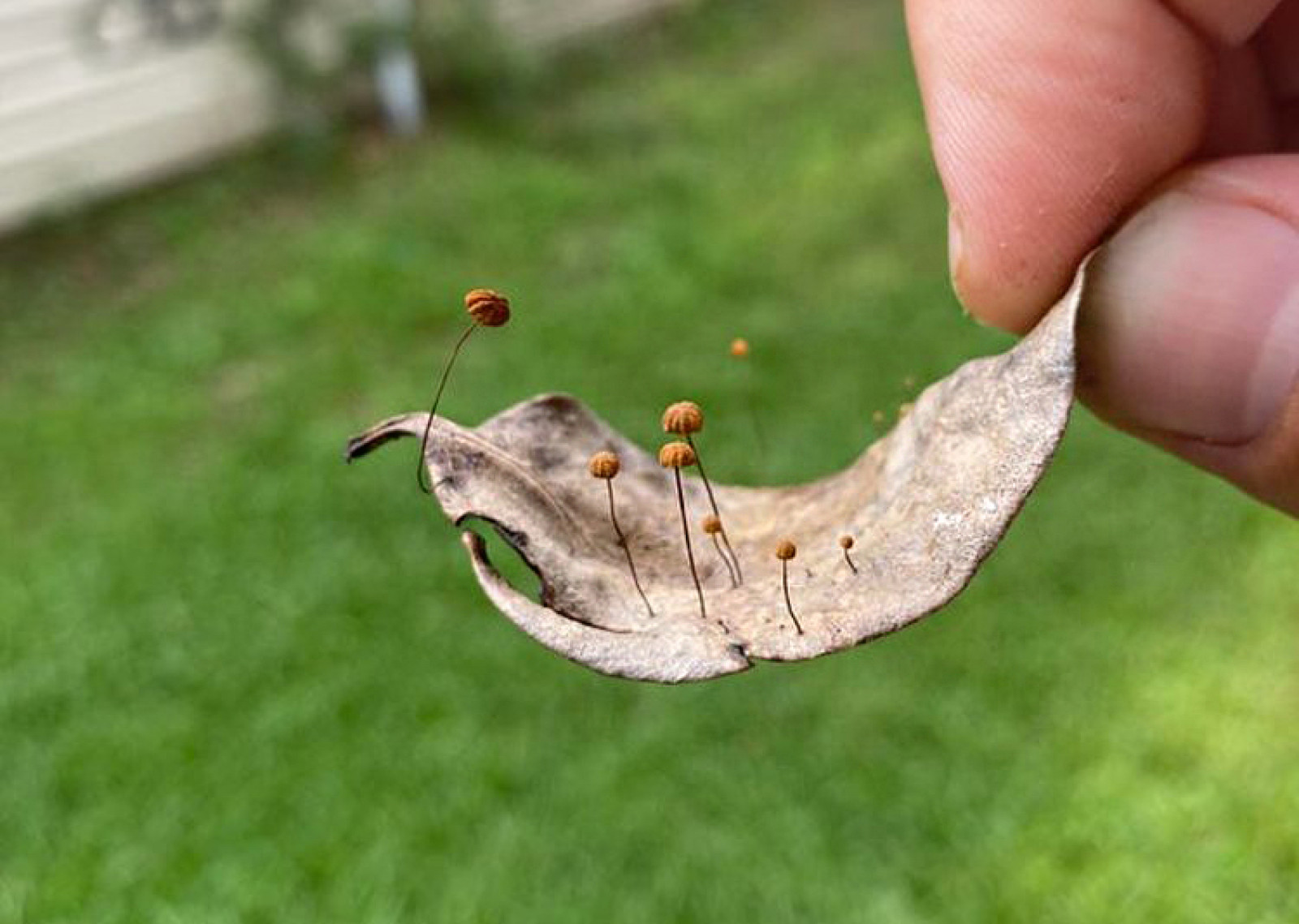 Незвичайний листочок, який став будиночком для грибочків
