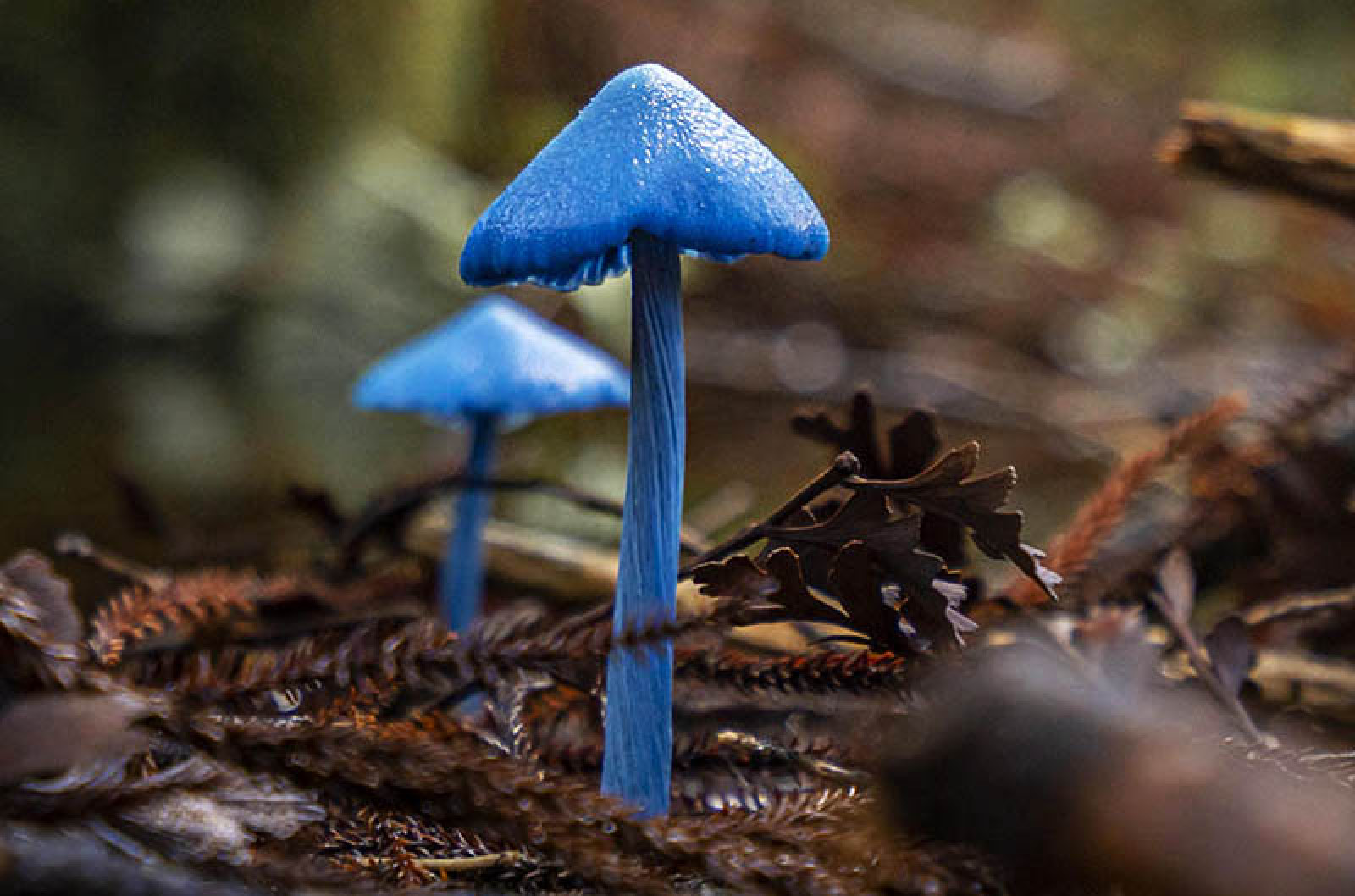 У Новій Зеландії росте такий ось блакитний гриб