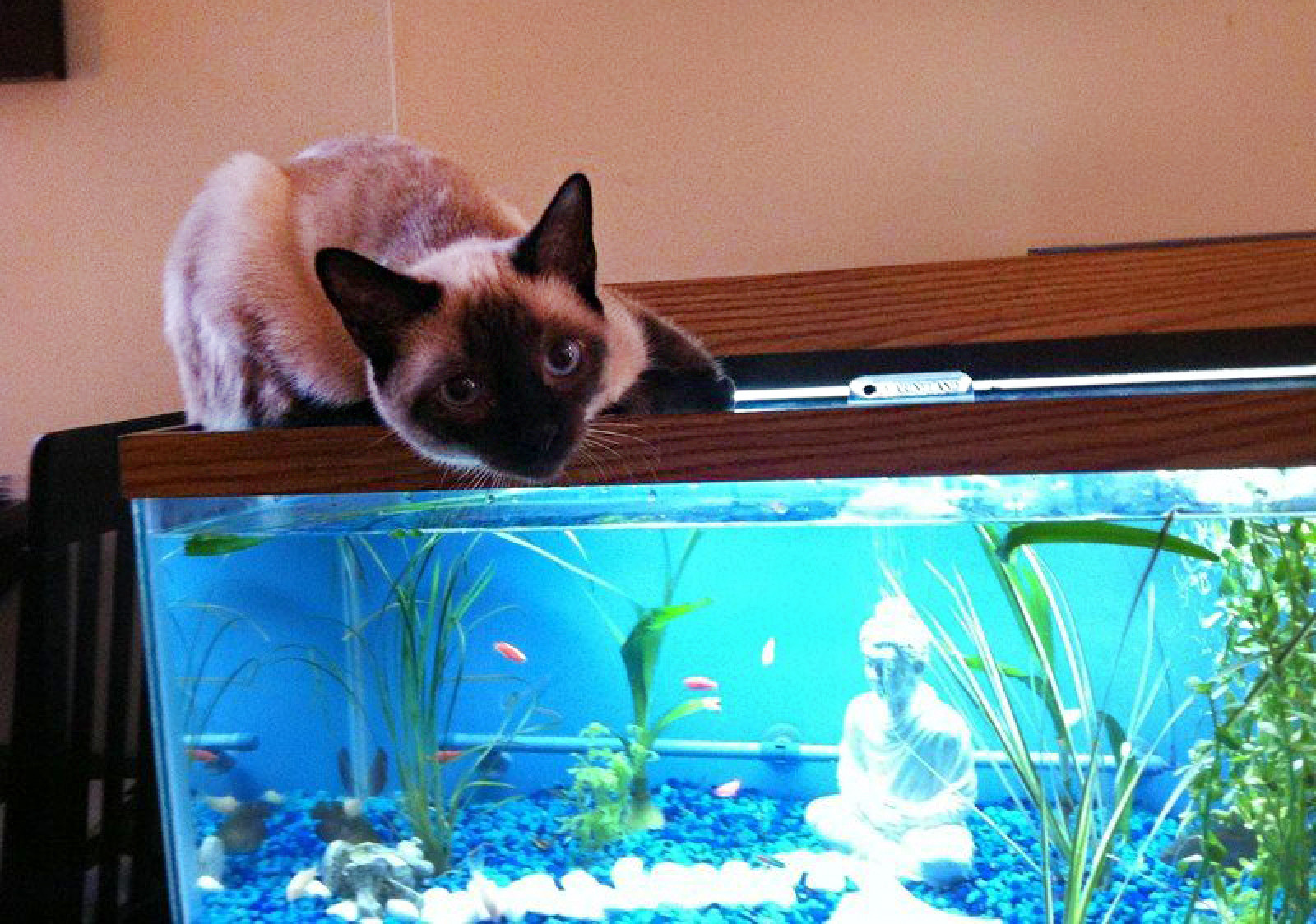 Аквариум для кота внутри. Кот и аквариум. Аквариум для котов. Коты в аквариуме. Домашние питомцы в аквариуме.