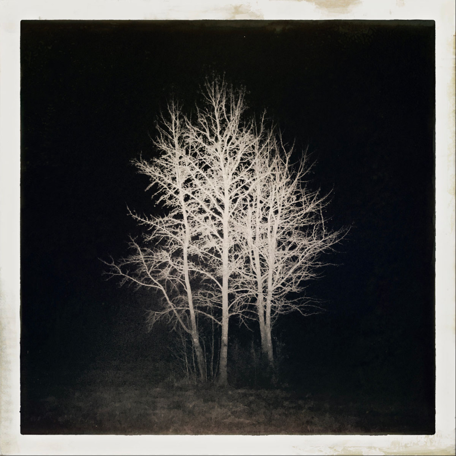 Категорія "Ніч". 2 місце: Thom Middlebrook, “Night Tree”