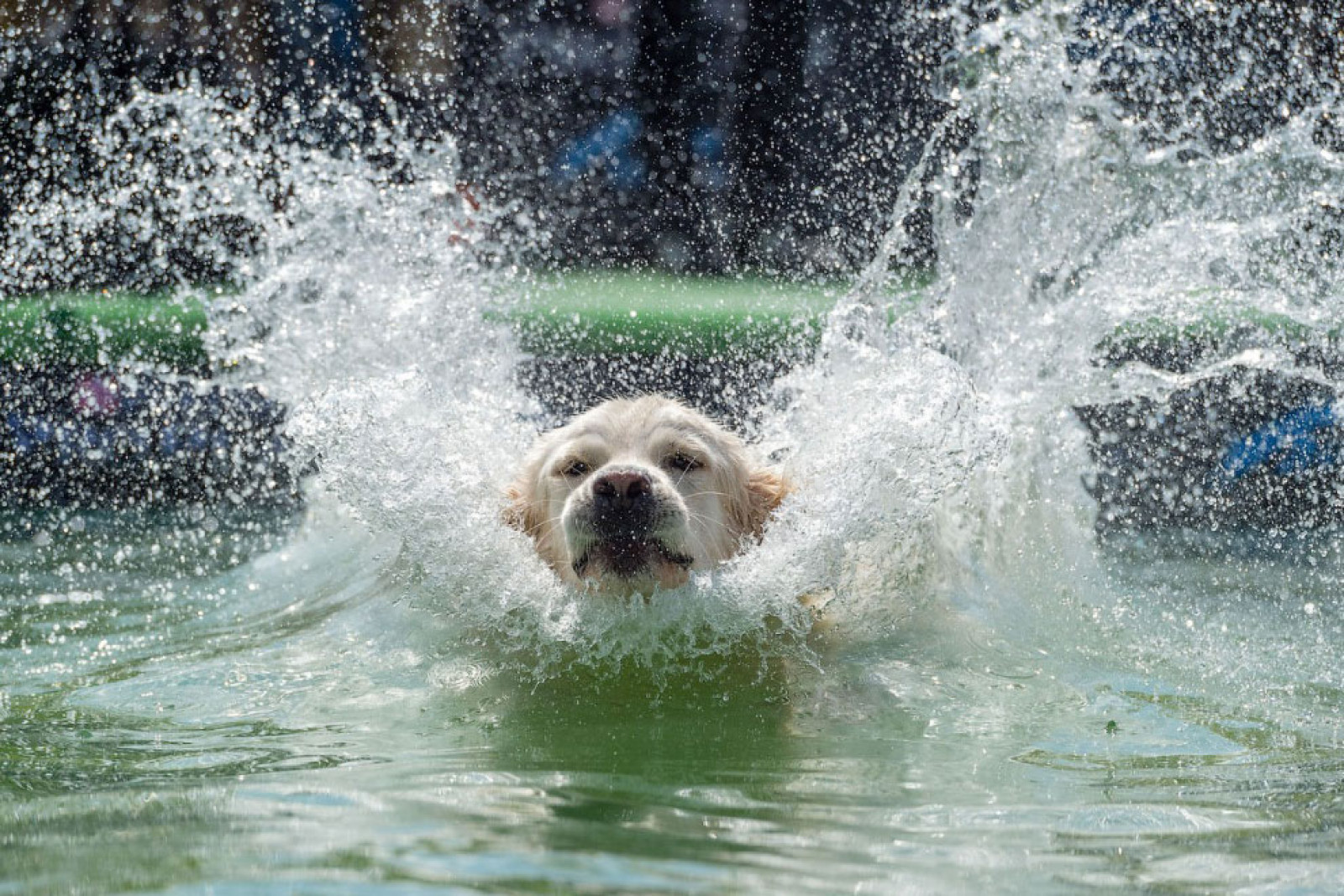 На змаганнях зі стрибків собак у басейн у Лейпцигу, Німеччина. Фото Jens Schlueter