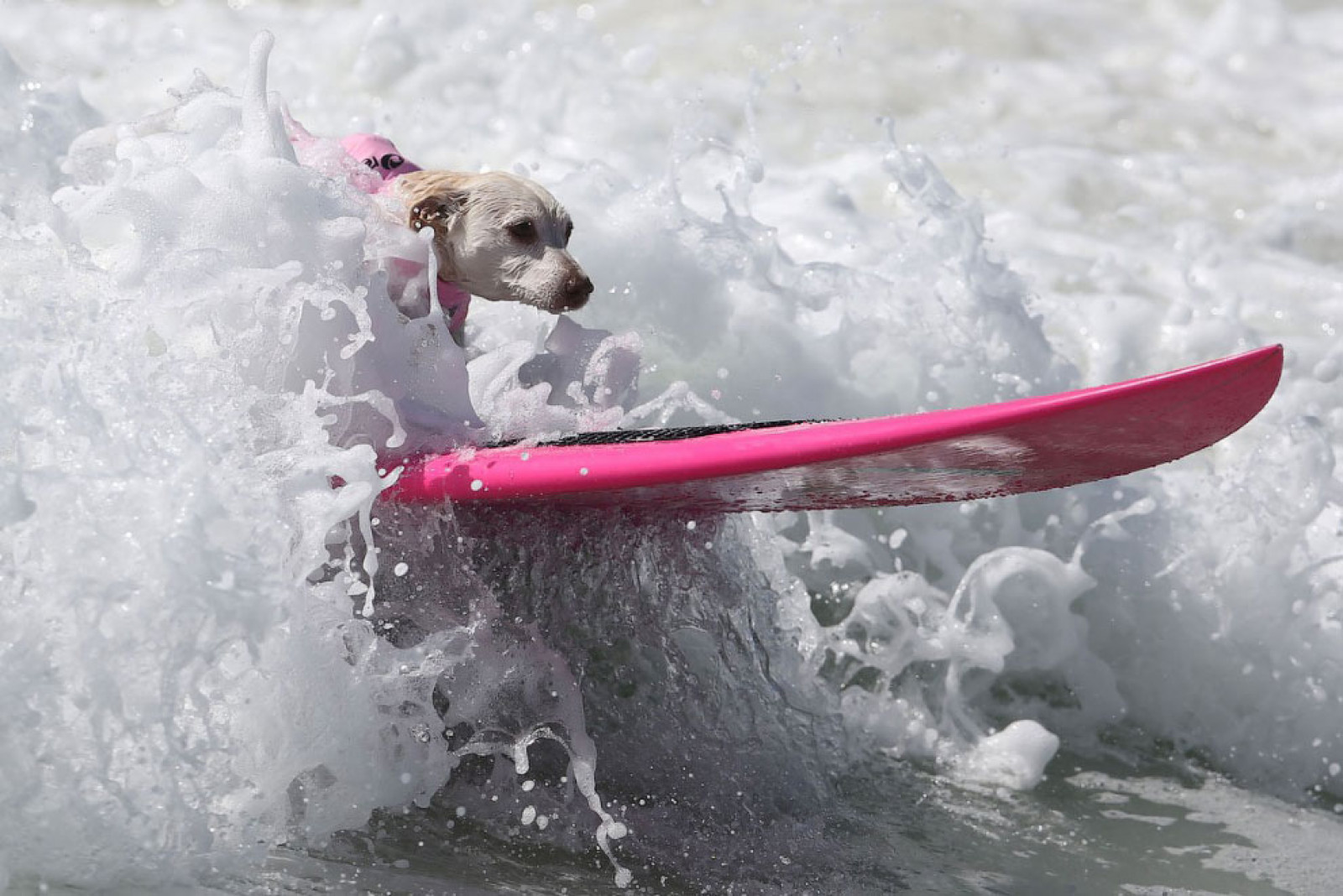 Собачий серфінг. Фото Lucy Nicholson