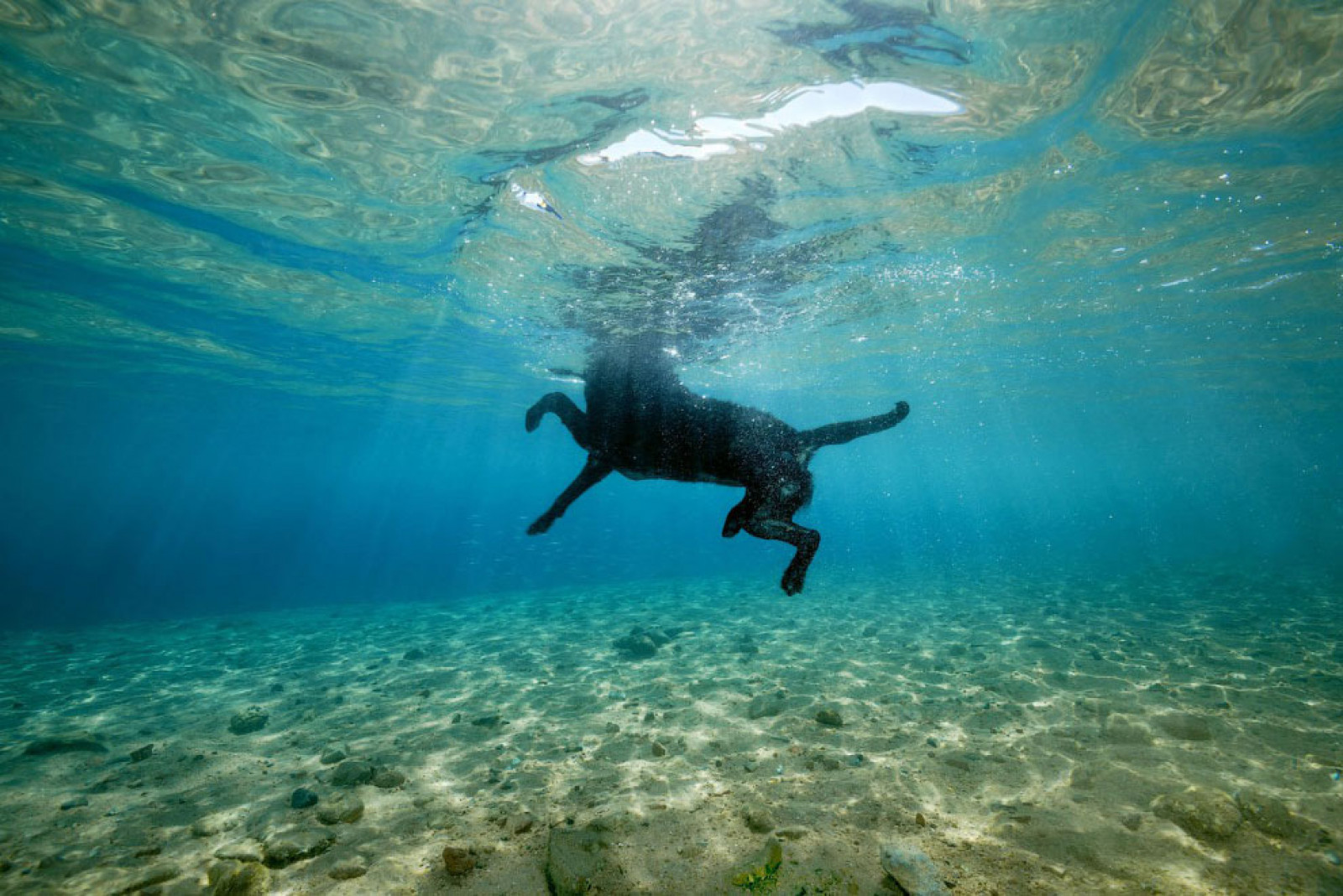 Заплив по-собачому в Червоному морі біля берегів Єгипту. Фото Andrey Nekrasov