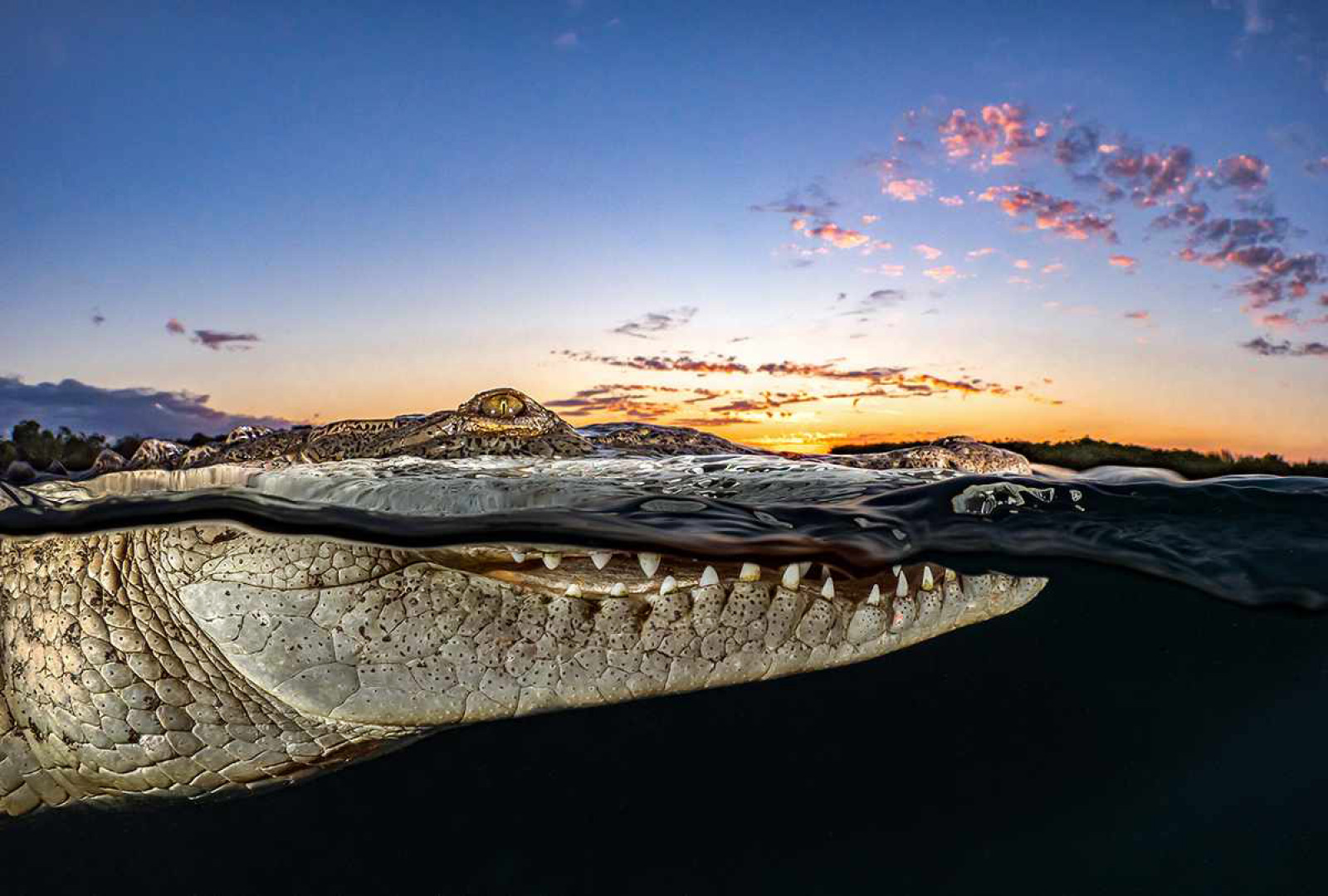 Американський крокодил у водах архіпелагу Хардинес-де-ла-Рейна, Куба. Фотограф - Tanya Houppermans