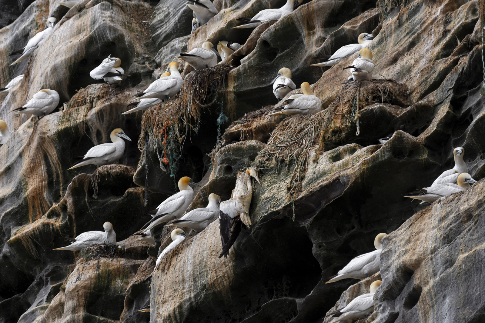 Острів Носса, Шотландські острови, Сполучене королівство. Фотограф - Henley Spiers