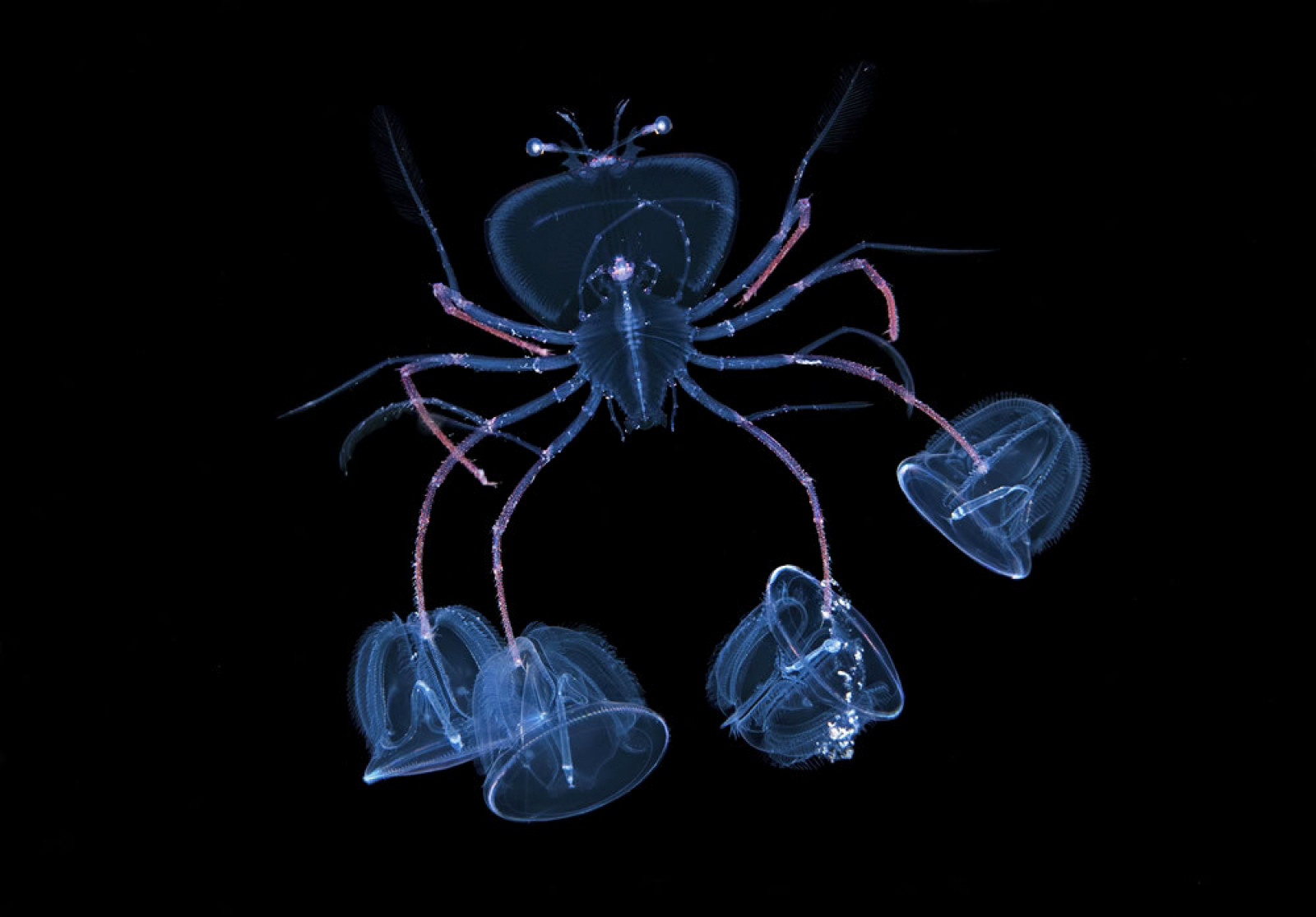Личинка лобстера несе чотирьох личинок. Фотограф - Steven Kovacs