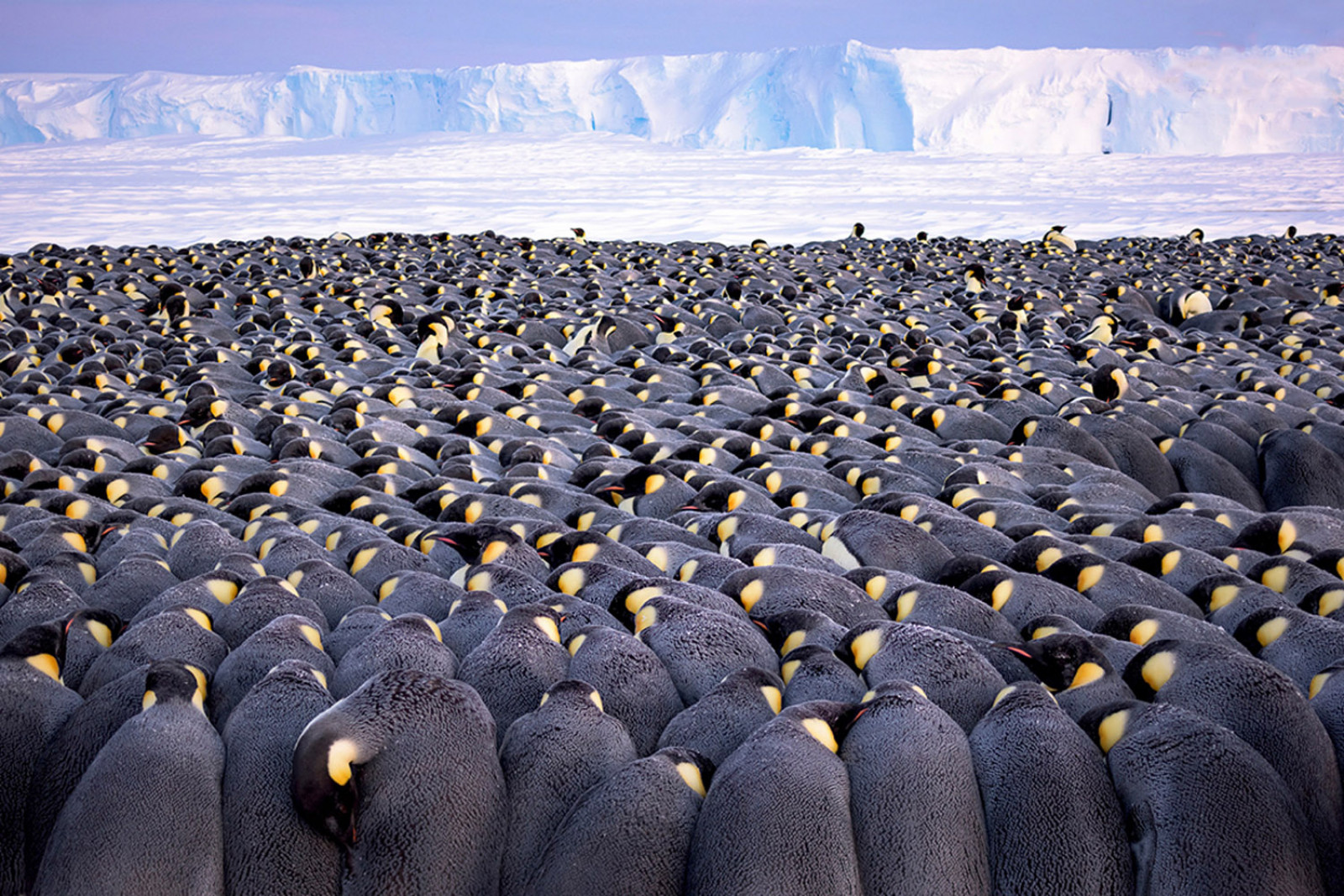 Імператорські пінгвіни збиваються до купи, щоб зігрітися під час полярної ночі. Фотограф - Stefan Christmann