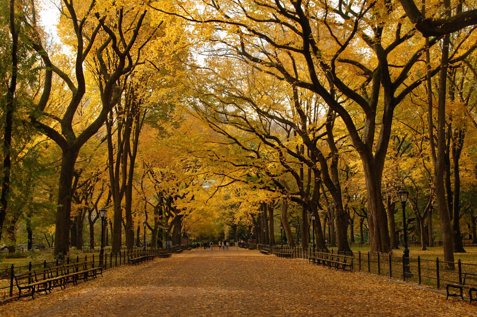 Килим з листя вкрив Центральний парк, Нью-Йорк, США