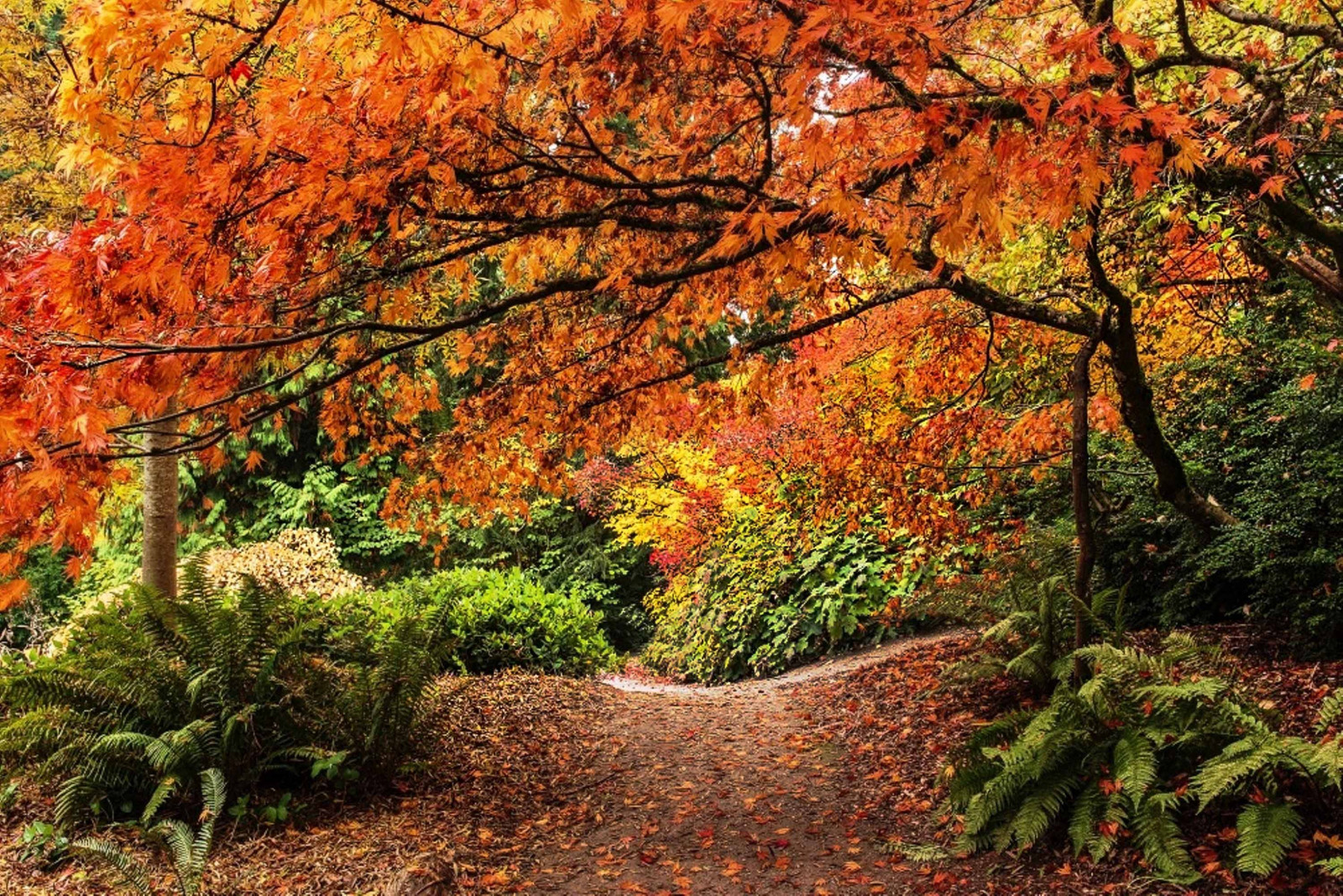 Стежина в лісі Сіетла, США