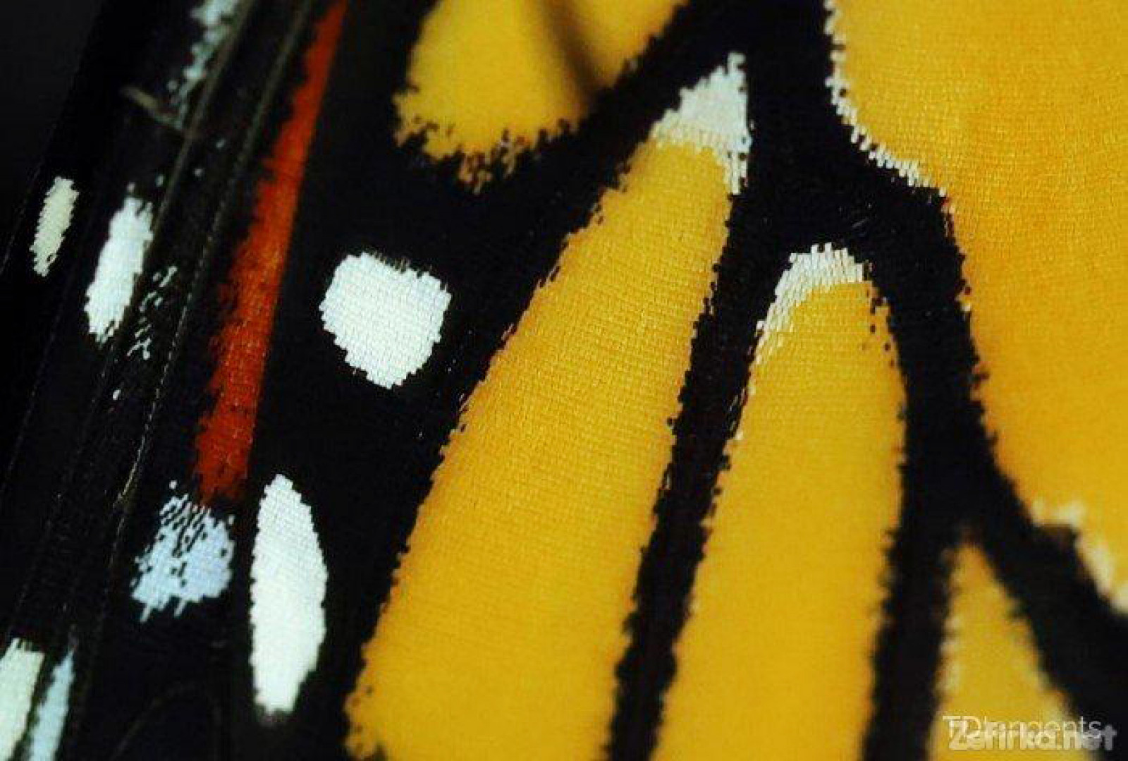 Крила метелика монарха