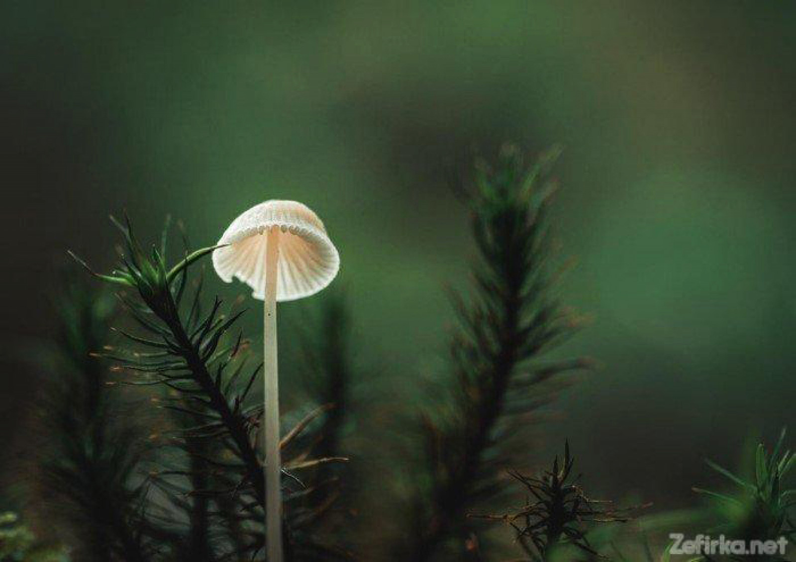 Крихітний гриб серед моху