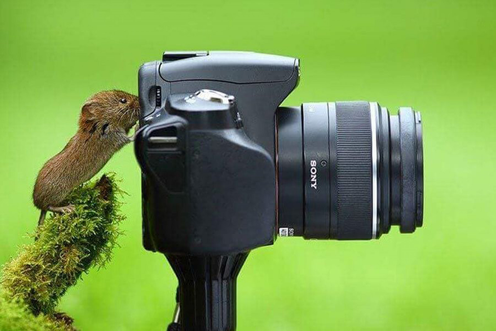 Фотографы дикой природы. Фотоаппарат для фотоохоты. Фотограф фотографирует животных. Фотоаппарат на природе. Смешной фотоаппарат.