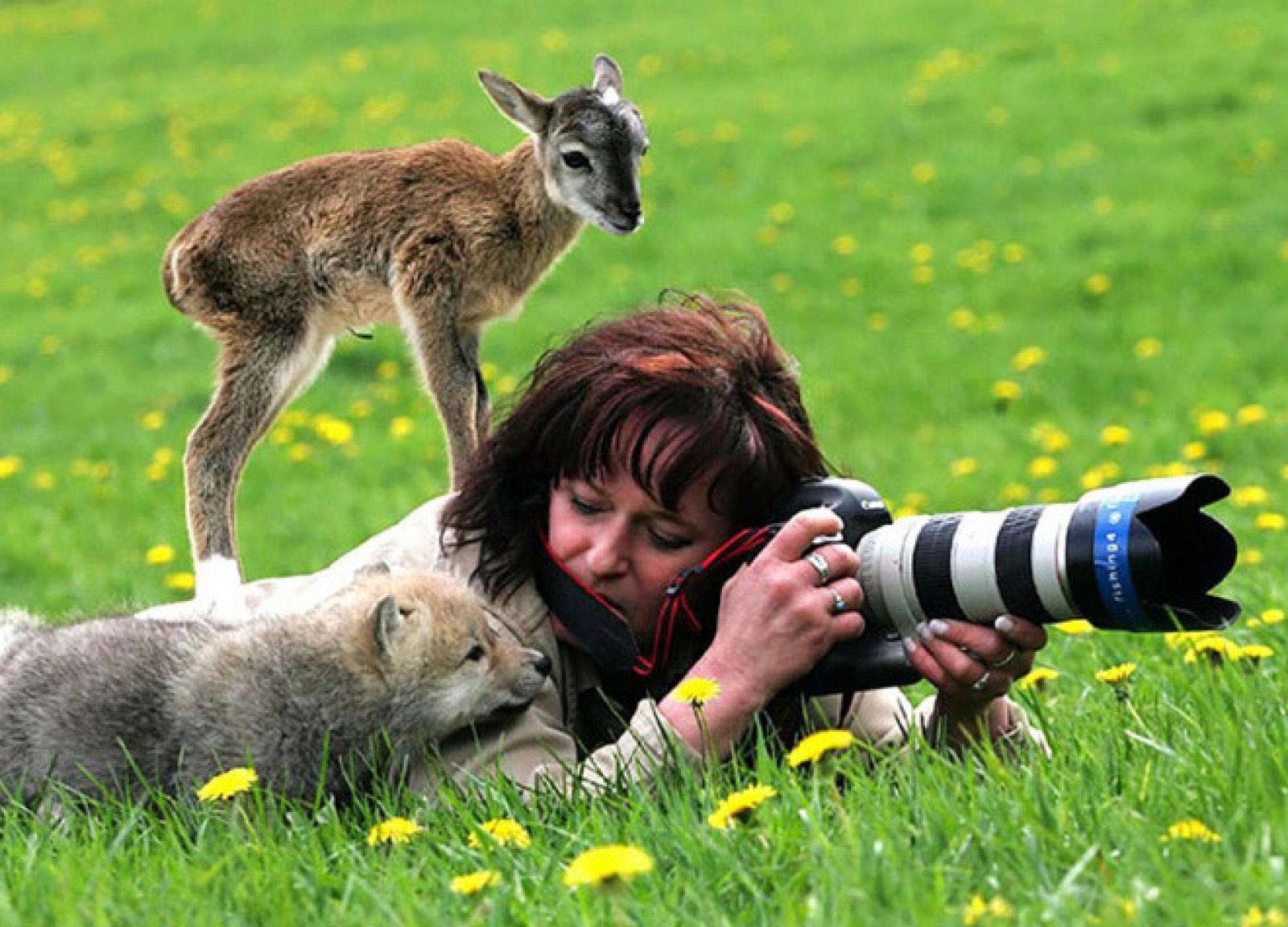 Interesting photo. Люди и животные. Съемка животных. Фотограф и животные. Забавные ситуации с животными.