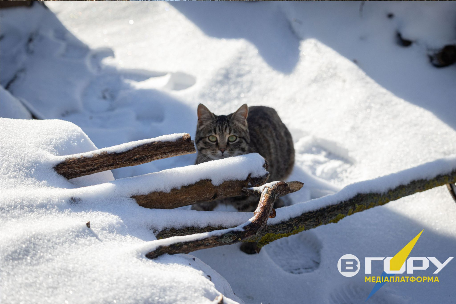 Херсонські котики теж радіють снігу.